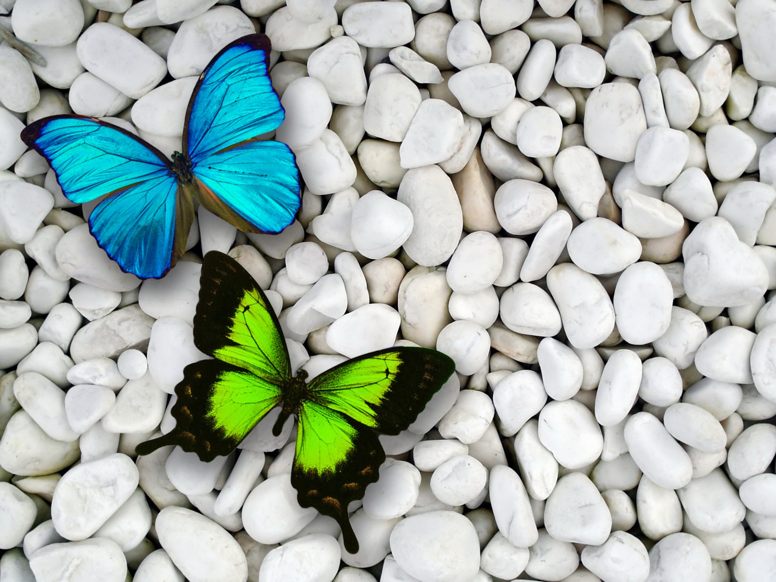 Blue Green Butterfly And Stone Contrast Wallpaper Background