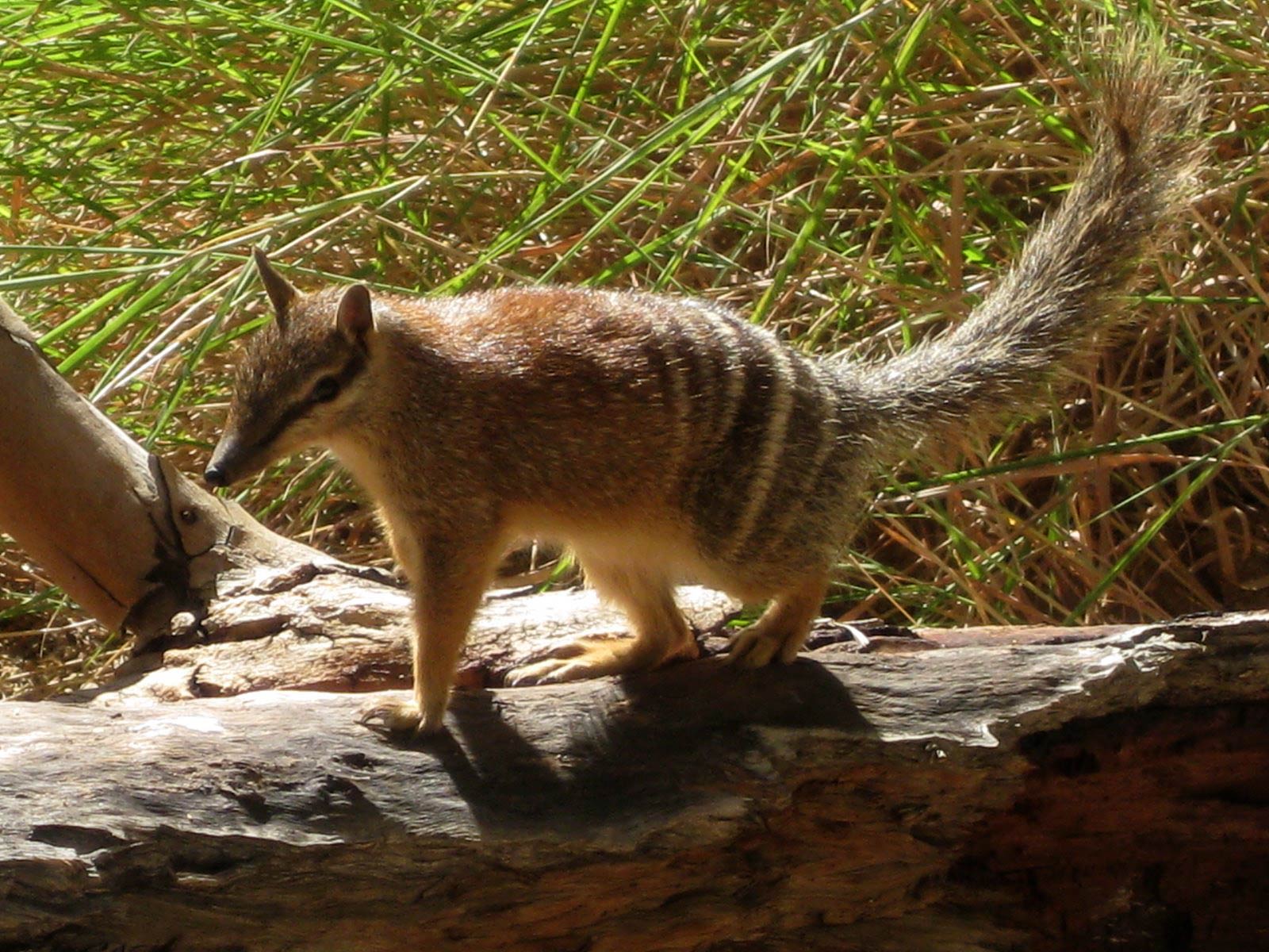 A numbat, also known as the banded anteater, walks across a log in its natural habitat. This small marsupial is native to Australia and is recognizable by its pointed snout, banded back, and bushy tail