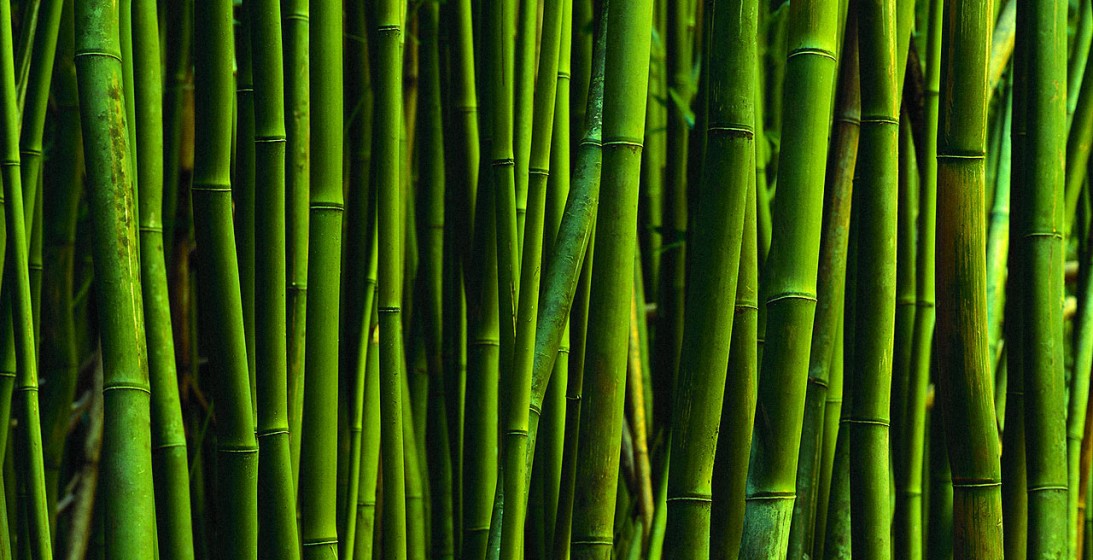 Bamboo Screen Printed Wallpaper