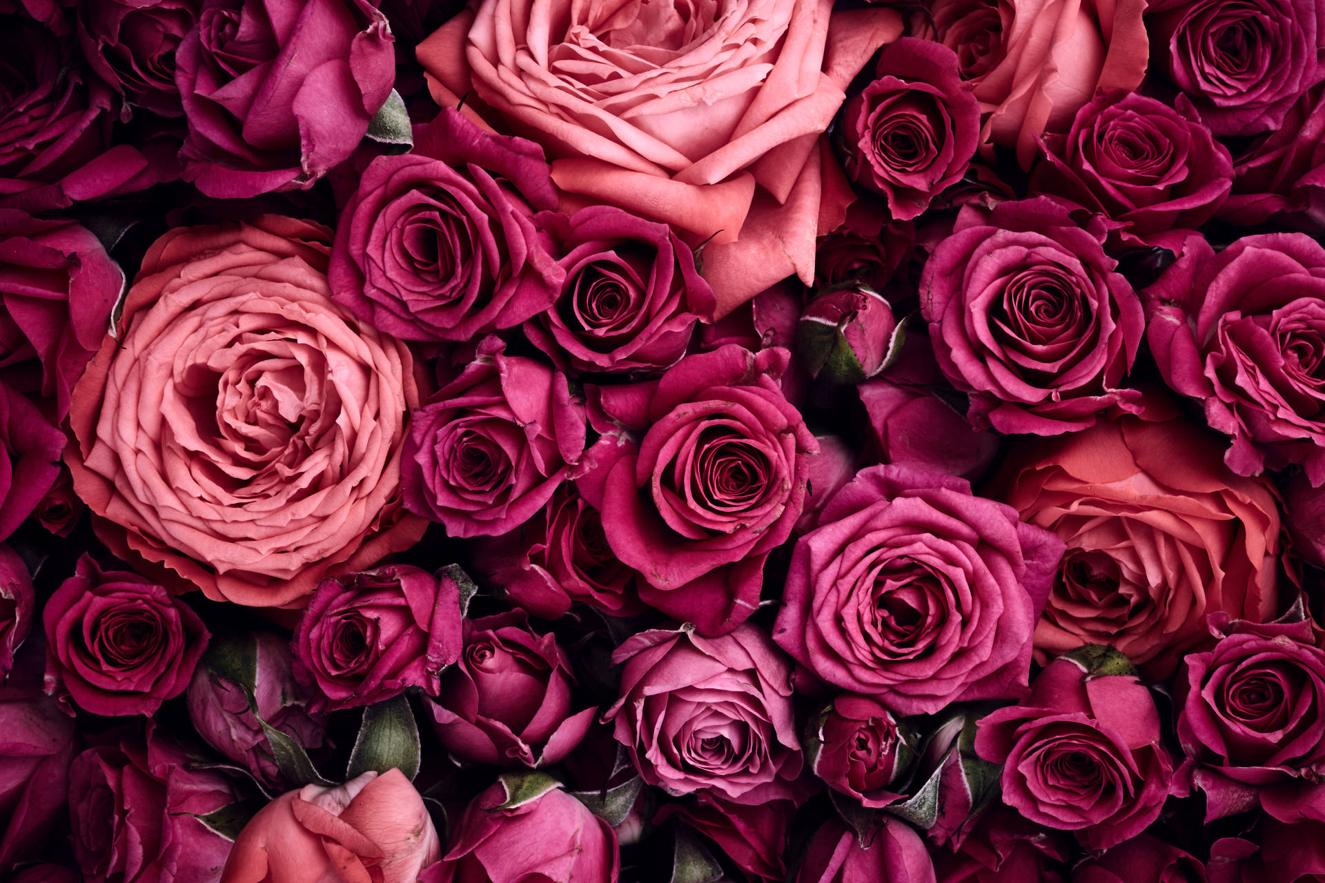 Light Pink Aesthetic Wallpaper