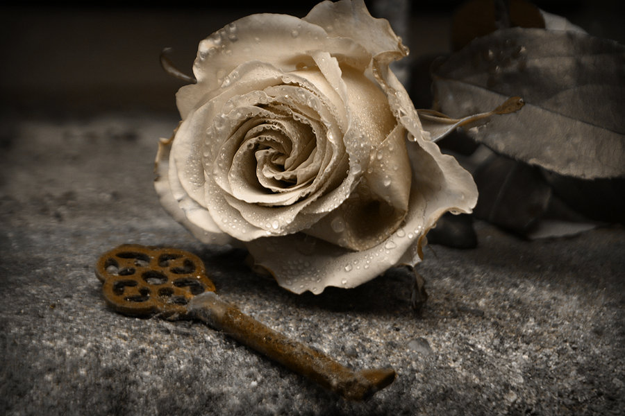 Golden Rose By Amy Heartbreak