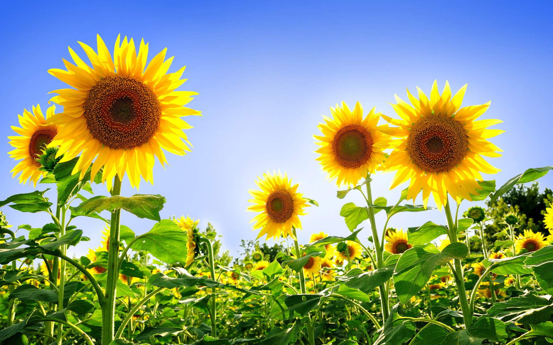 Sunflower Ukraine National Flower Full Desktop Background