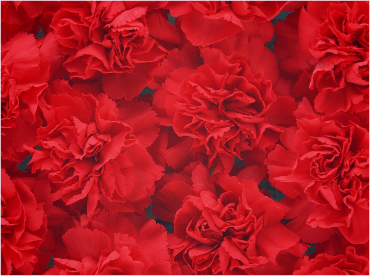 Red Carnation Flowers Wallpaper