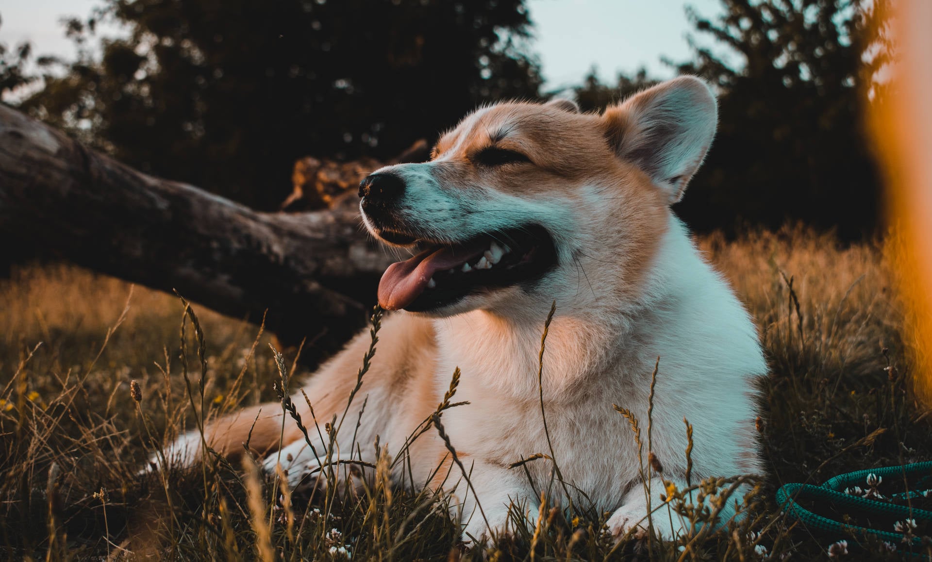 Corgi Lying On Grass Field Rfqprqnkzwryiwi9 Wallpaper
