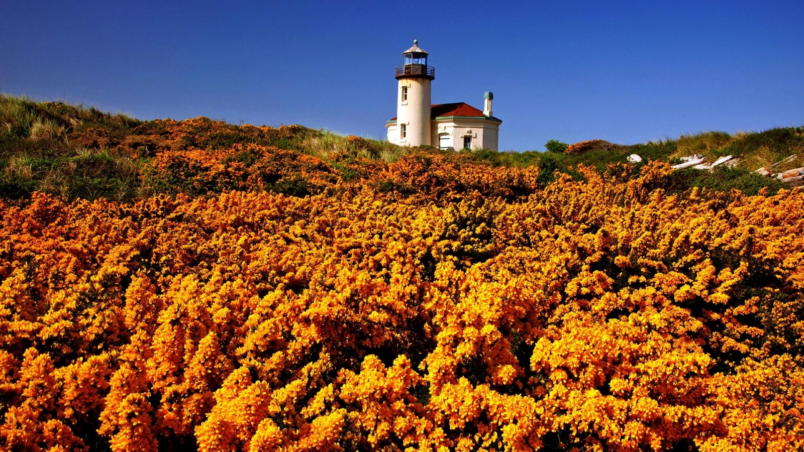 Yellow Wildflowers And Lighthouse HD Wallpaper
