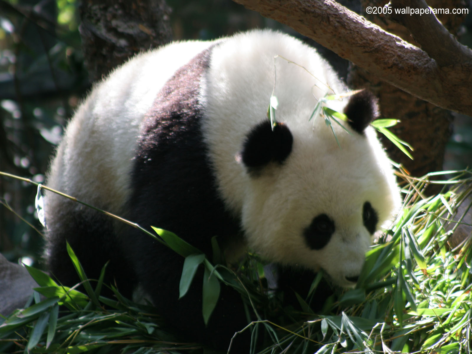 Panda Bear Wallpaper HD Background Image Pictures