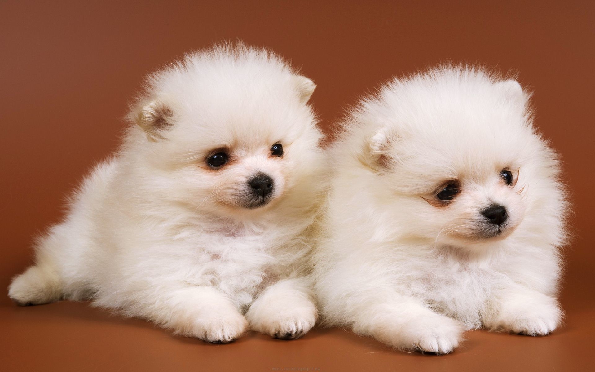 Cute Baby Dog Wallpaper