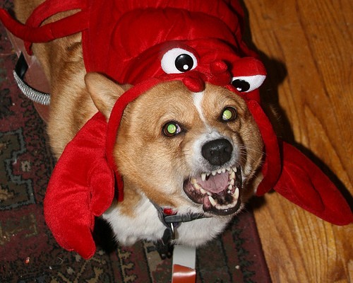 Corgi Pictures Video Corgis Cute Funny Angry Lobster