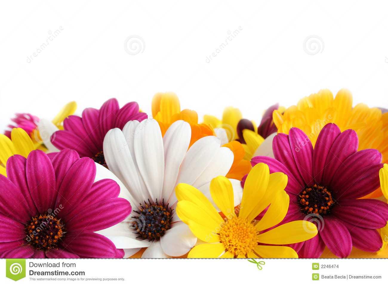 Colorful Daisy Background Spring Border Stock