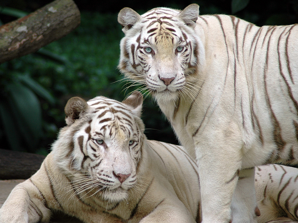 Animals Zoo Park White Tiger Wallpapers for Desktop 1024x768