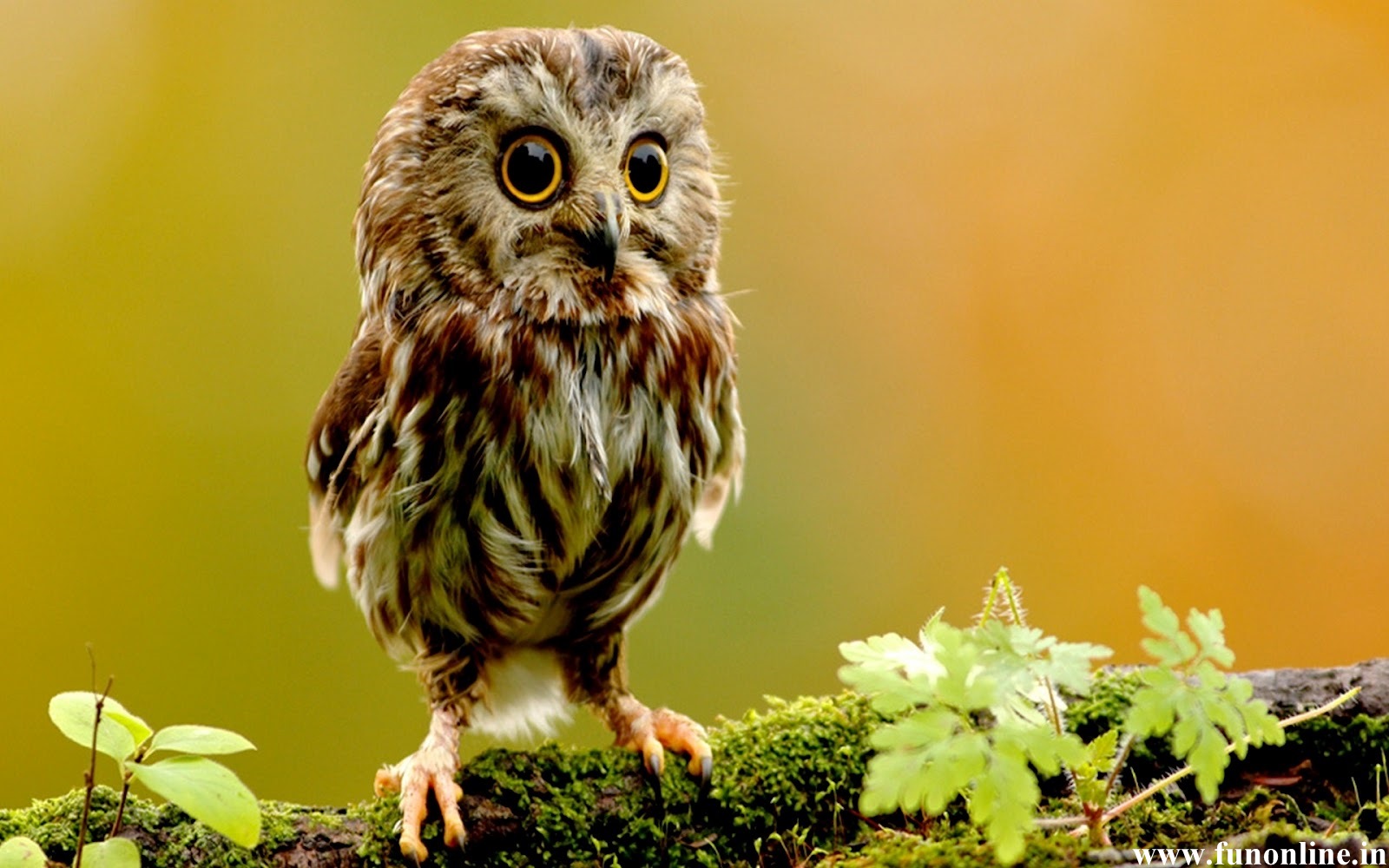 Owl Wallpaper White And Grey Owls HD