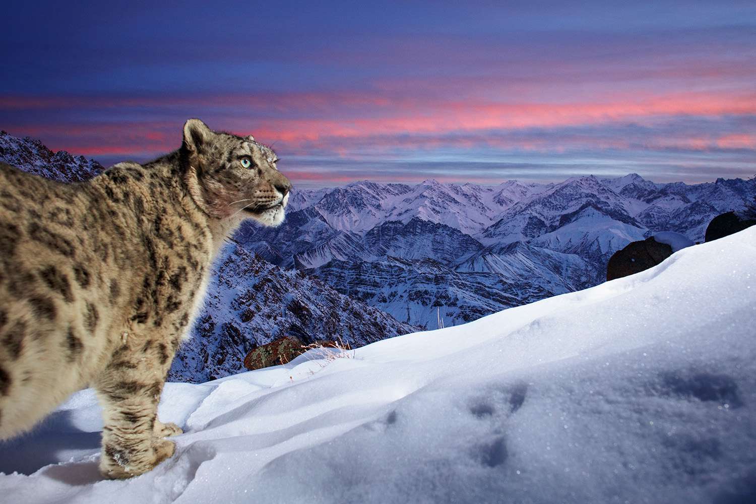 A majestic snow leopard stands on a snow-covered mountain ridge, gazing out at a breathtaking sunset over a vast range of snow-capped peaks