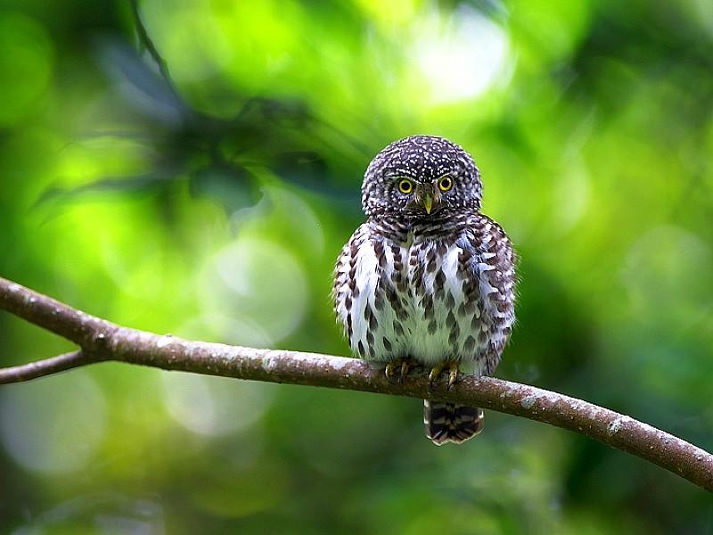 Little Owl High Quality And Resolution Wallpaper On