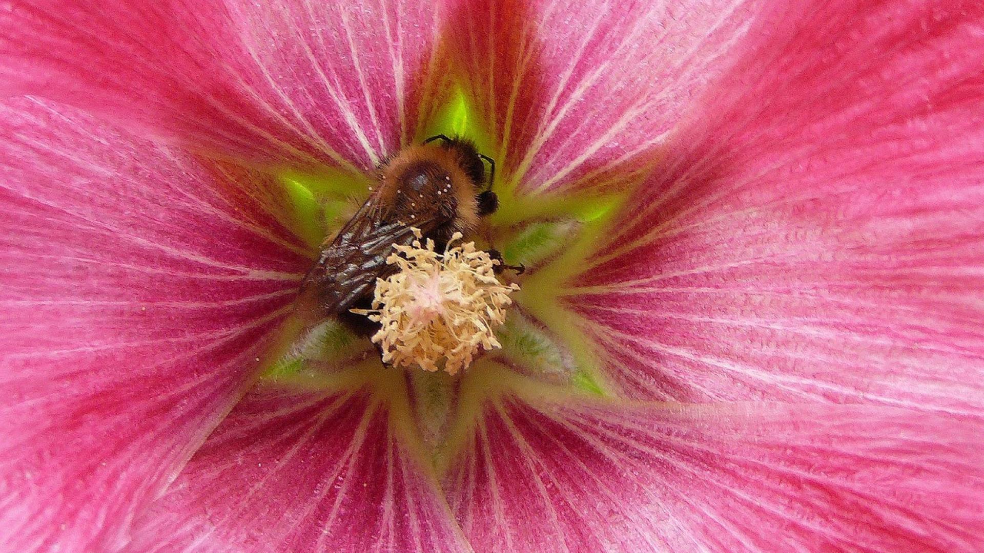 Nature Flowers National Geographic Bees Wallpaper