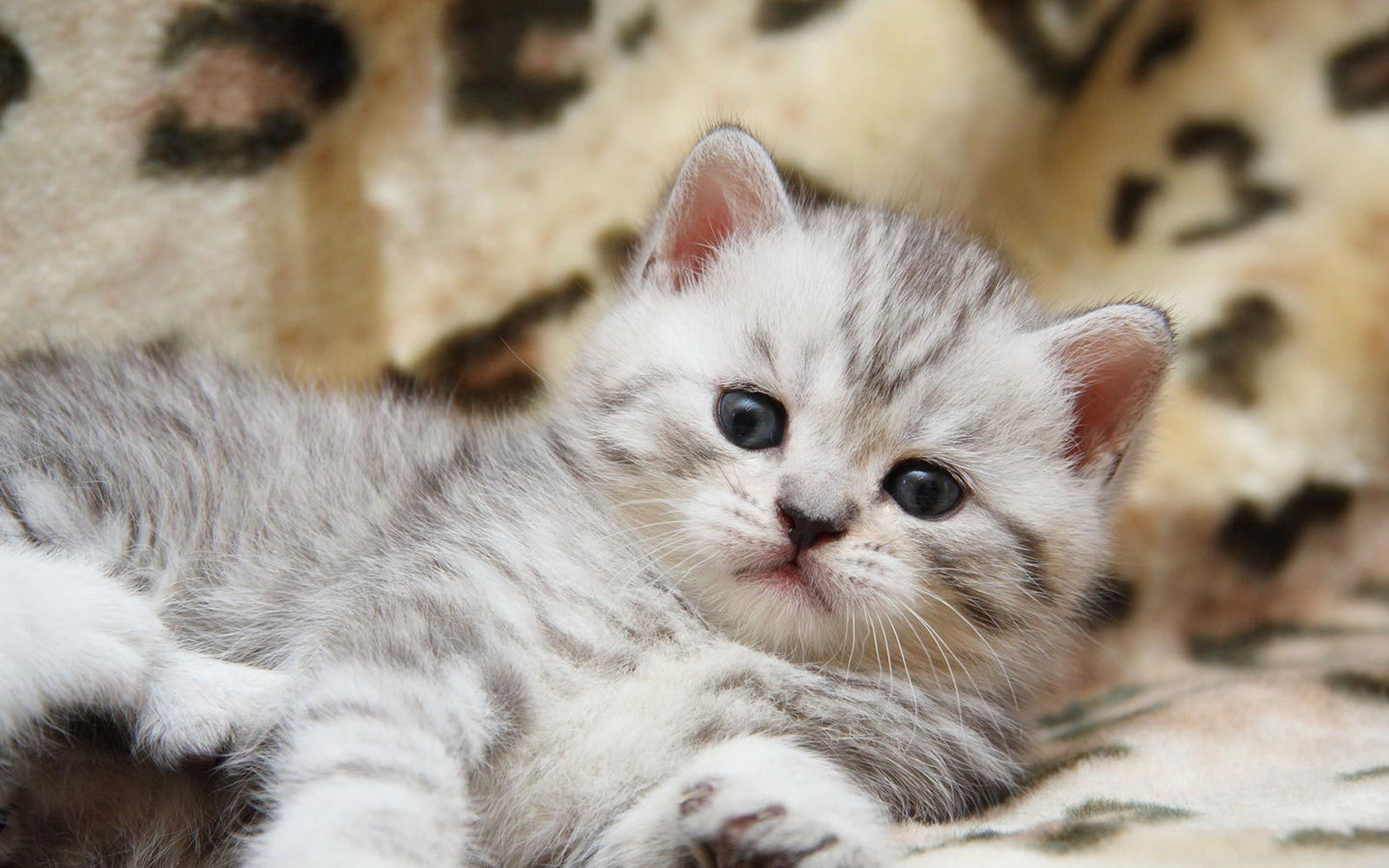 Download Fluffy Kitten Wallpapers And Images Wallpapers Pictures