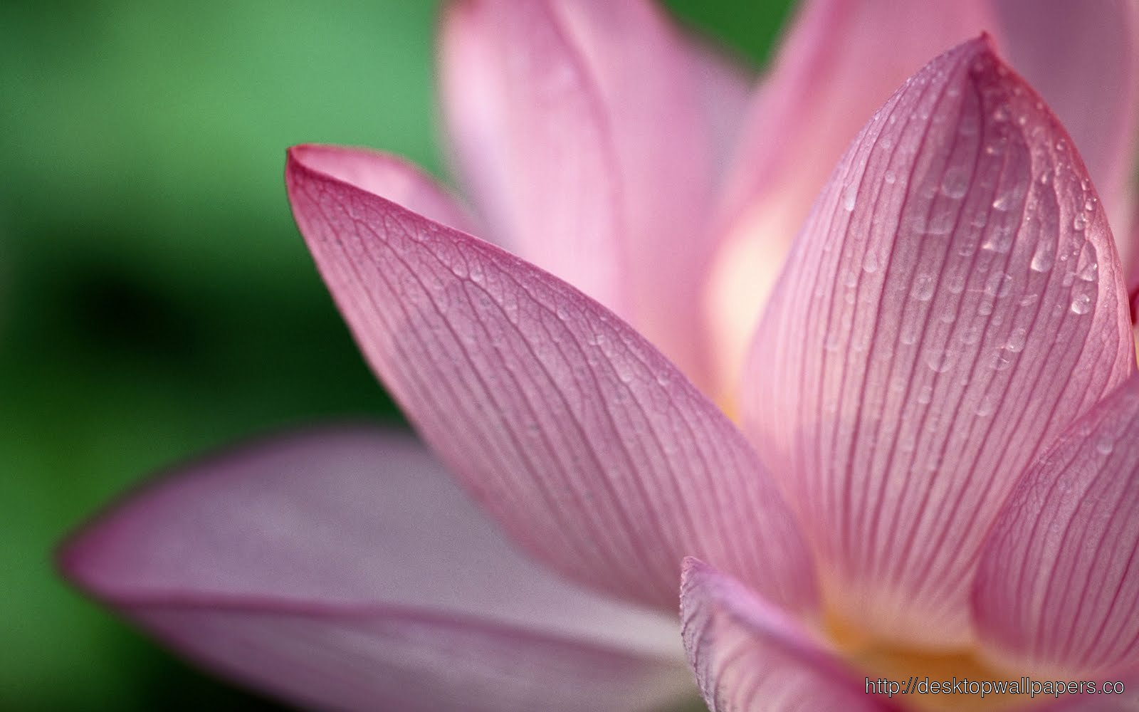 Beautiful Lotus Flower Wallpaperdesktop Wallpaper