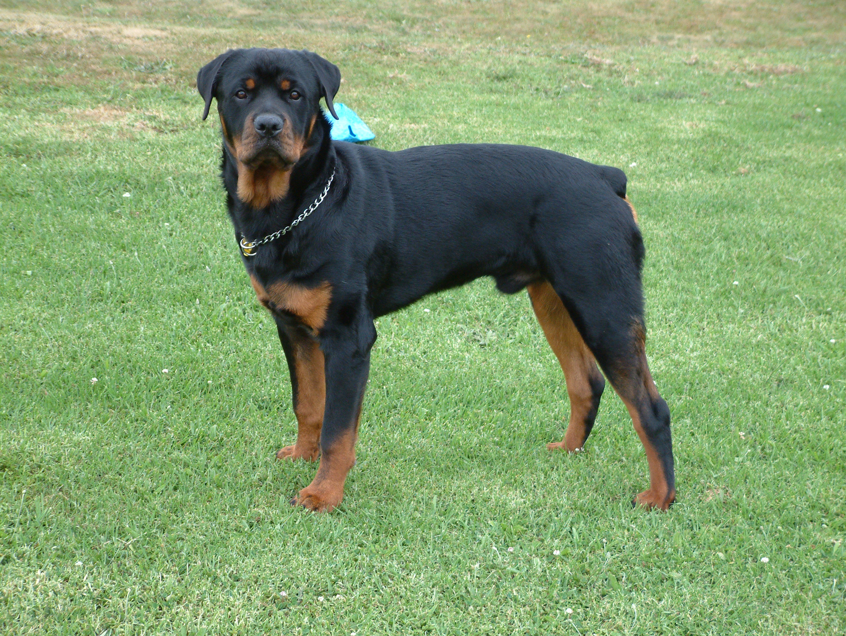HD Rottweiler Wallpapers and Photos HD Animals Wallpapers