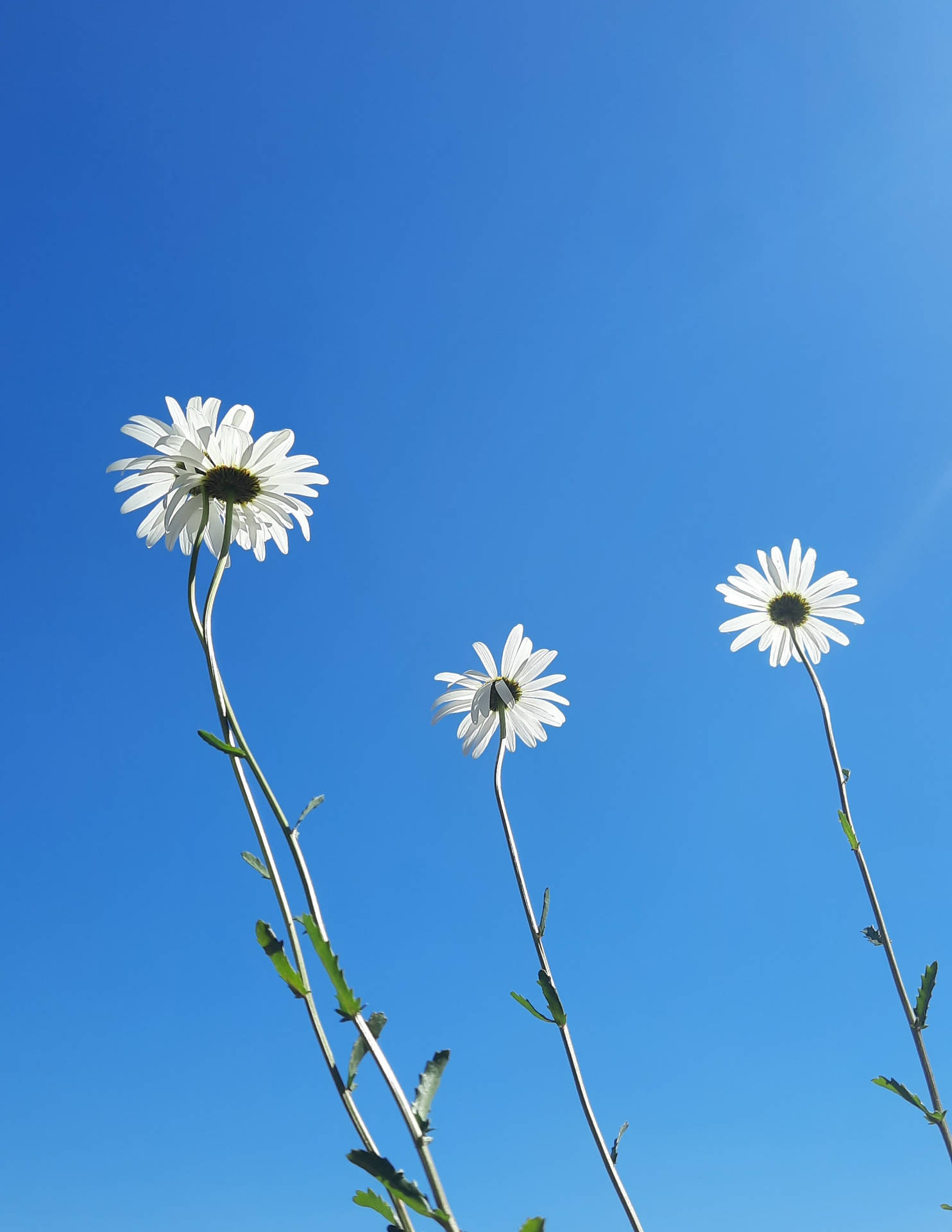 Flower Android Wallpaper