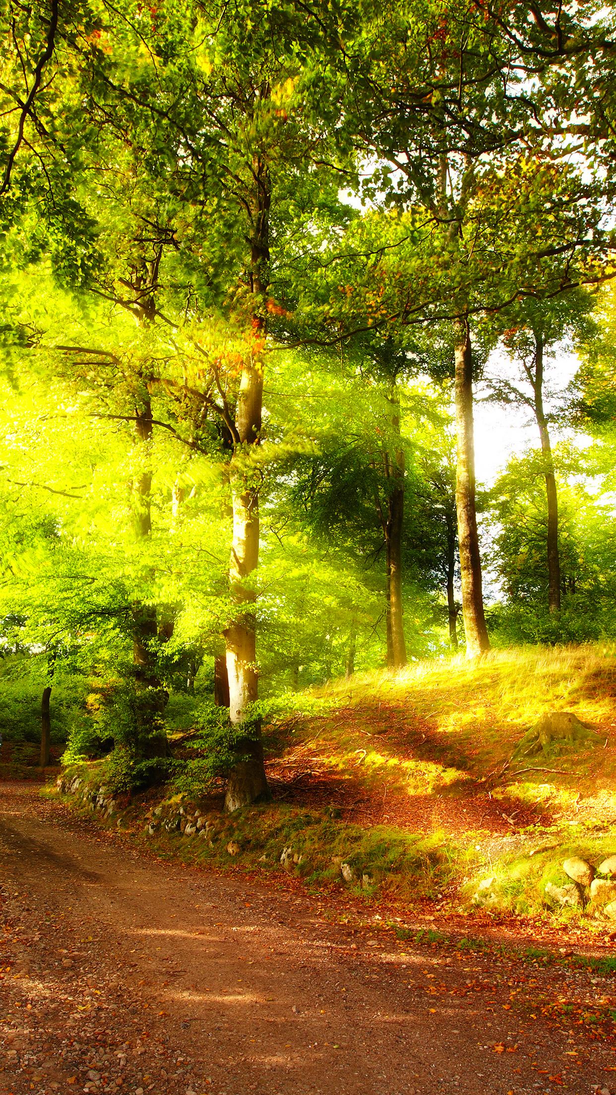 Summer Forest Wallpaper For iPhone Pro Max X