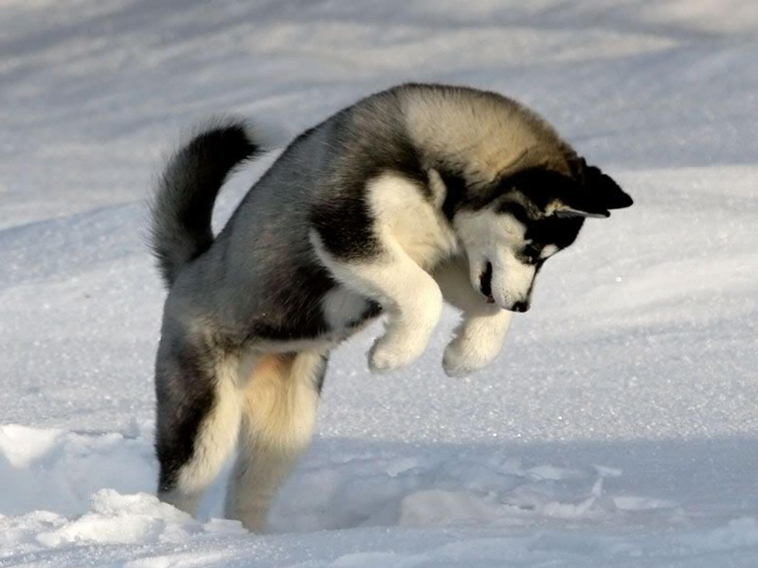 Wallpaper Snow Animals Dogs Jumping