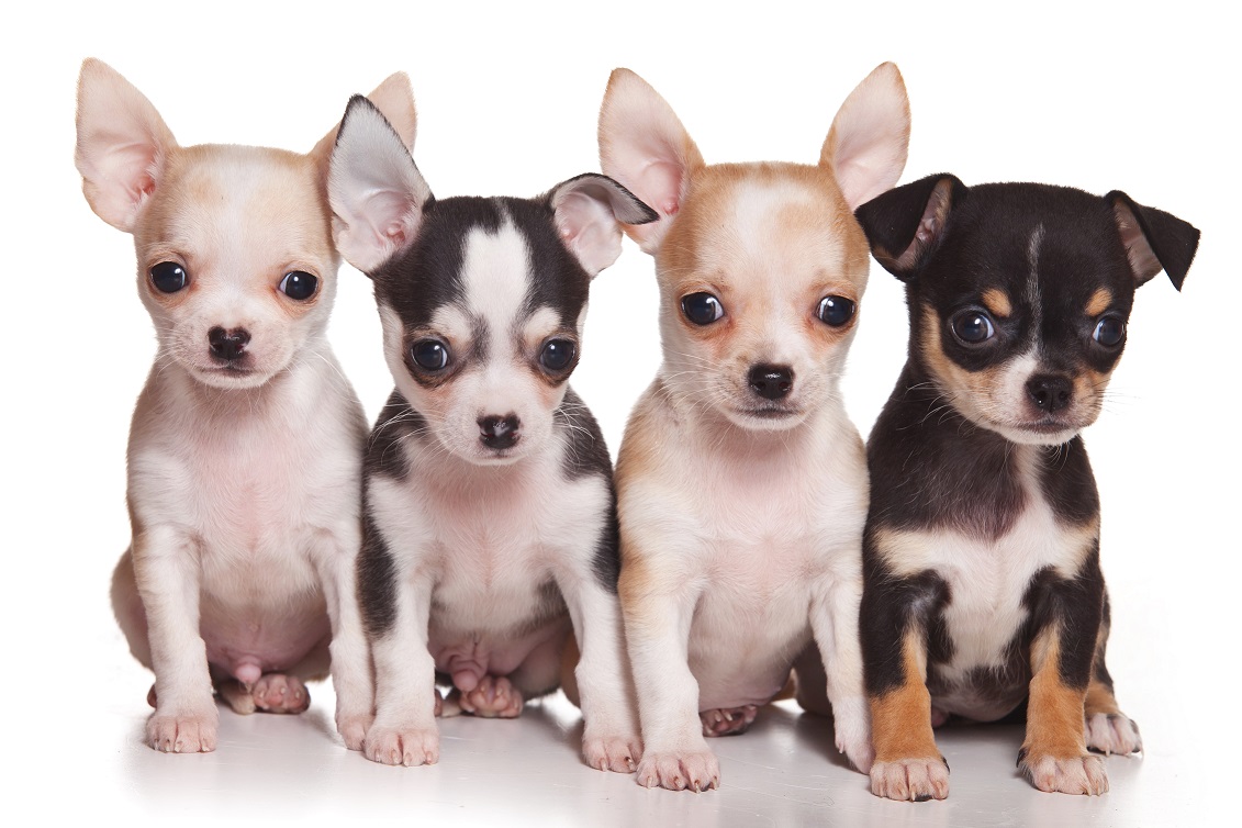 Chihuahua Adoption Cool HD Wallpaper