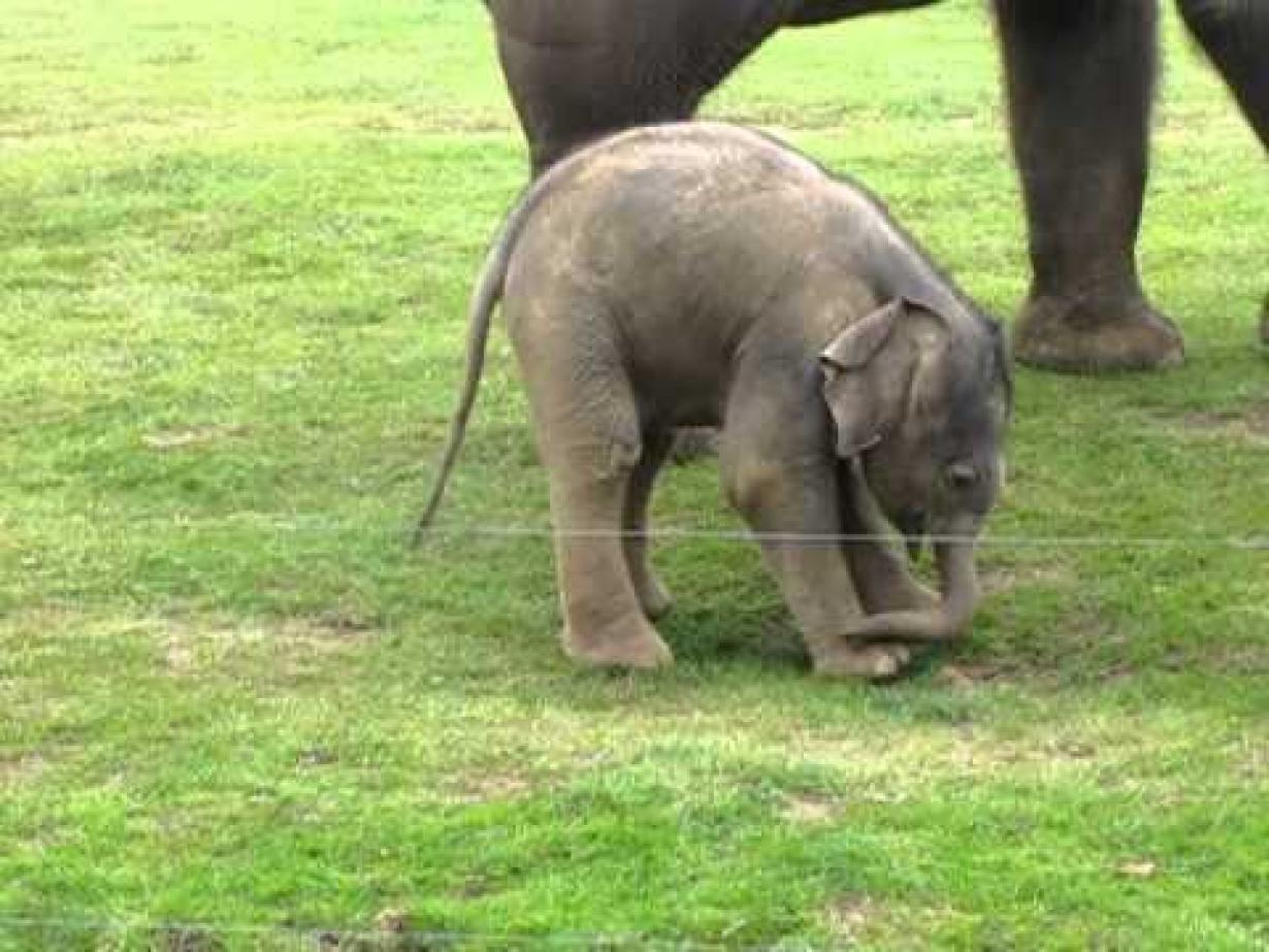 Cute Baby Elephants HD Wallpaper In Animals Imageci