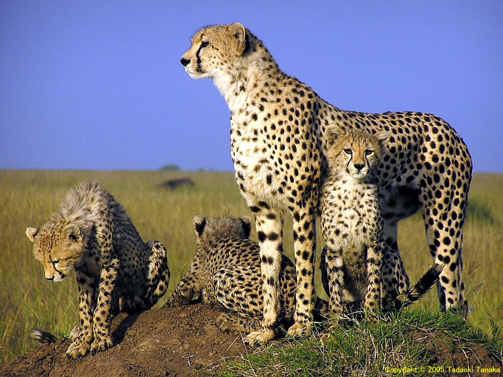 Animal Desktop Wallpaper Cheetah