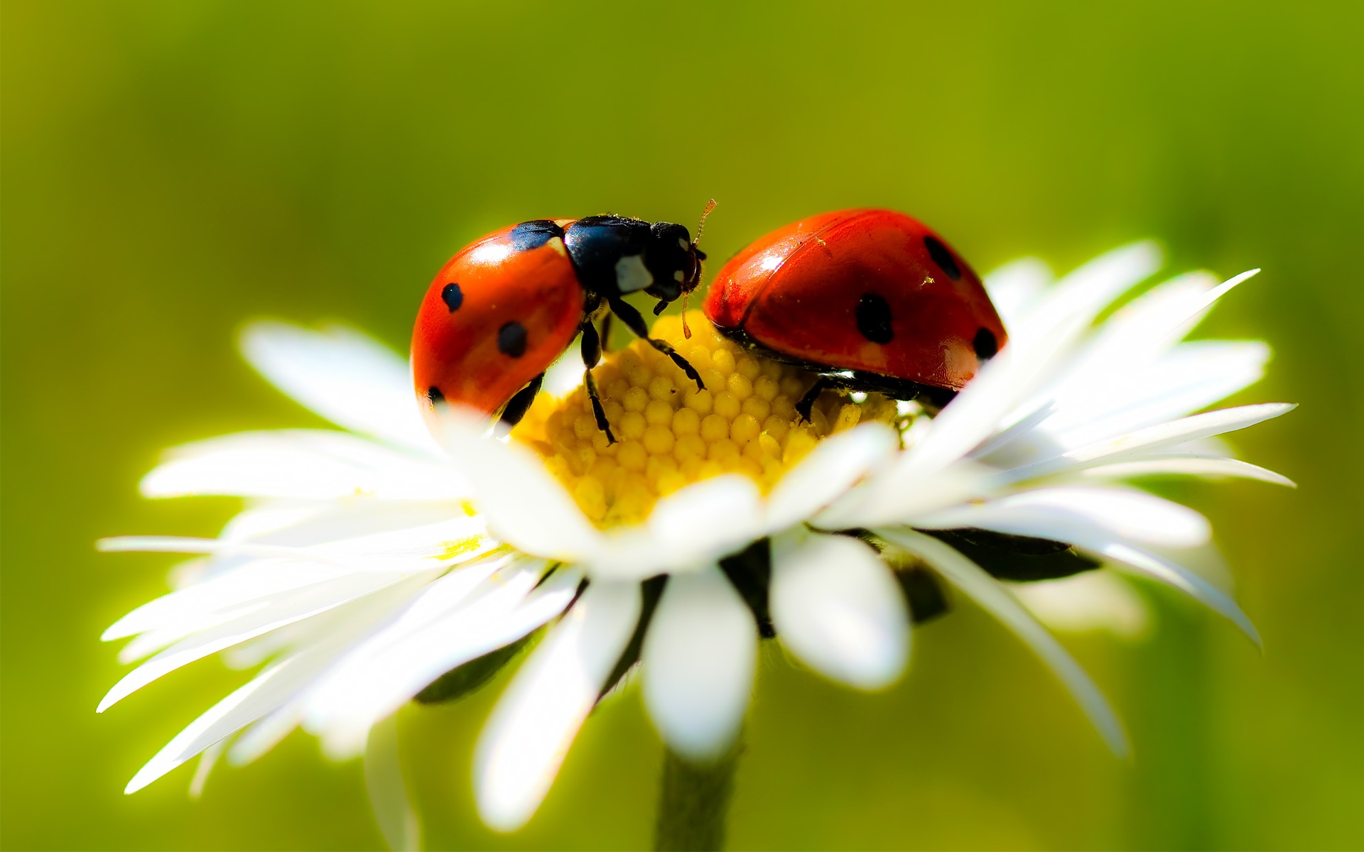 Couple Ladybug Wallpaper For iPhone Screen