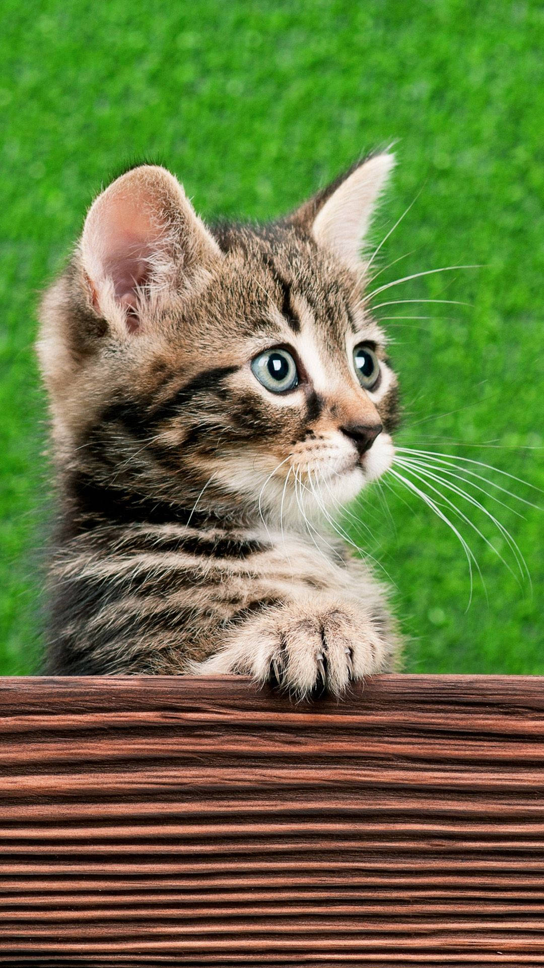 Cat iPhone Wallpaper