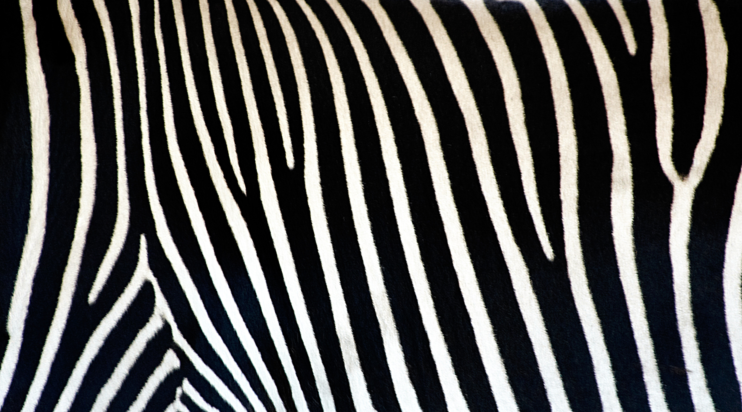 Pics Photos Zebra Pattern Animal Print Desktop