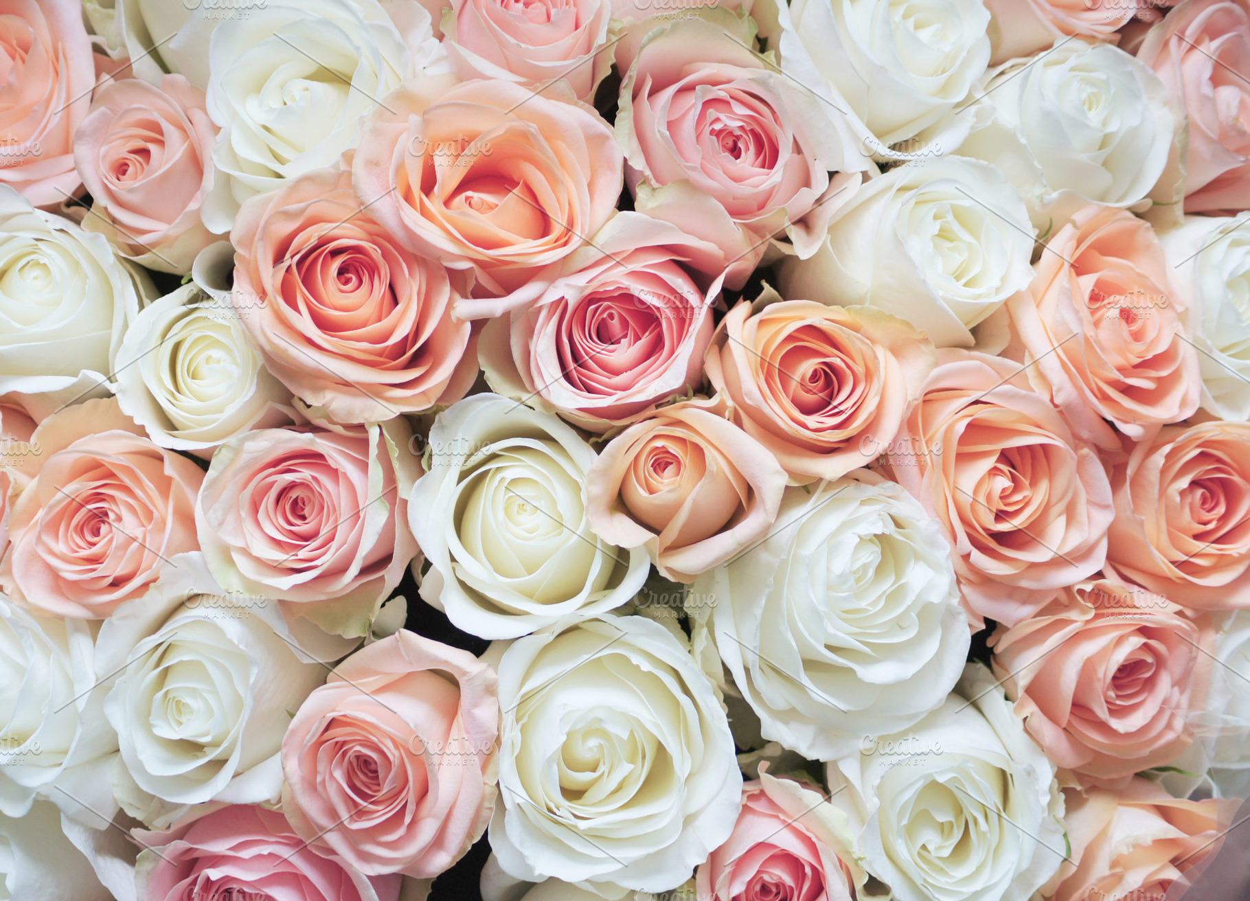 White And Pink Roses Background Wallpaper