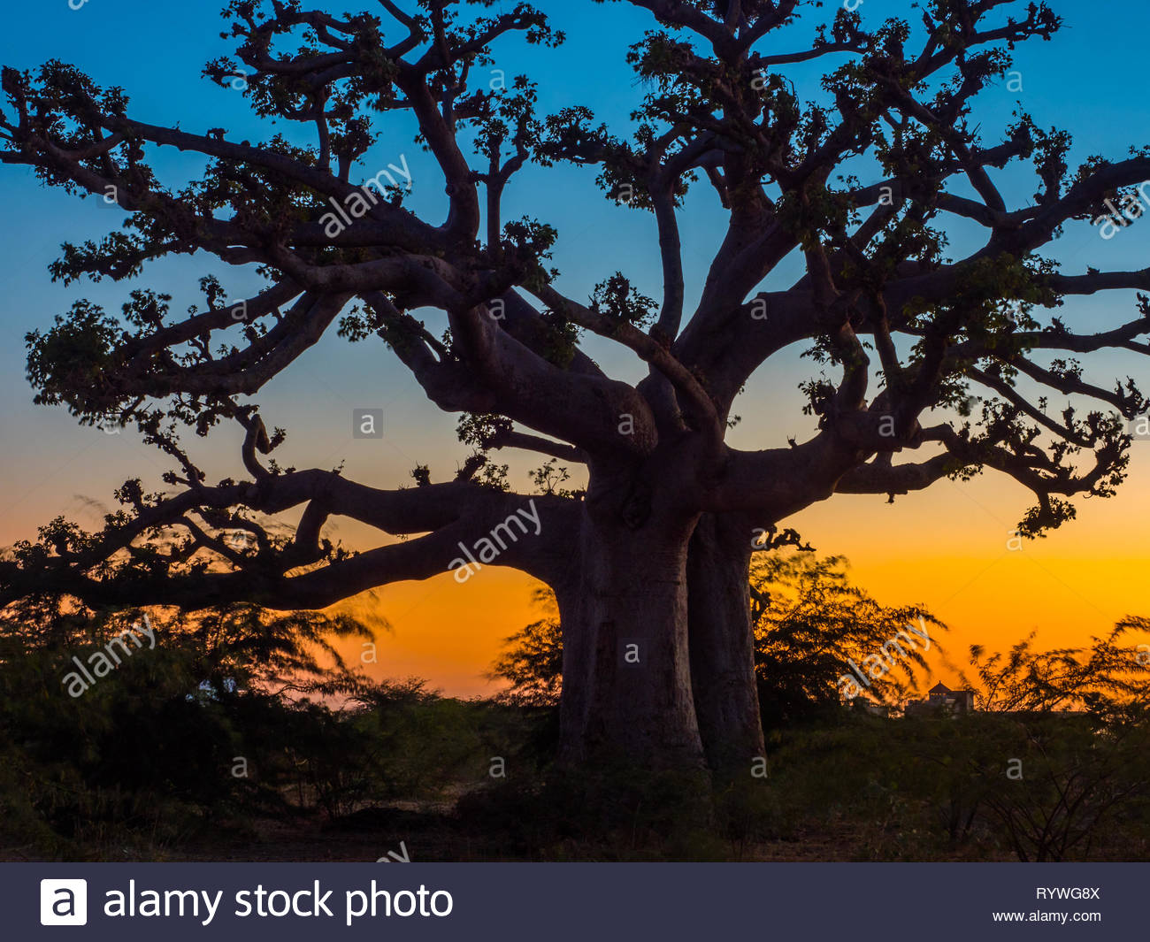 Silhouette Of Baobab Tree At Sunset With The Yellow Background
