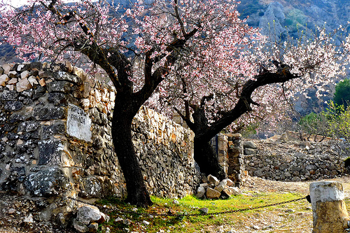 Cherry Blossom Cottage Sierra Aitana Dailyshoot Spain