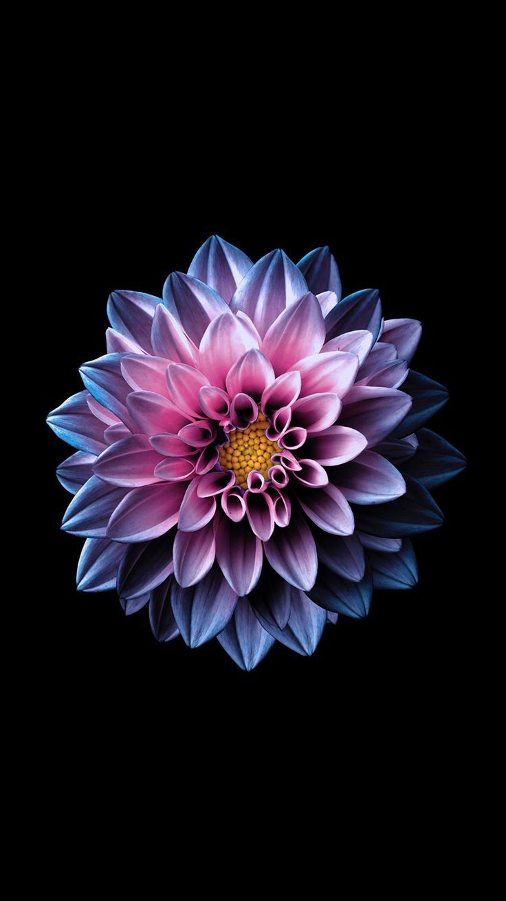 Bright Flower Wallpaper iPhone