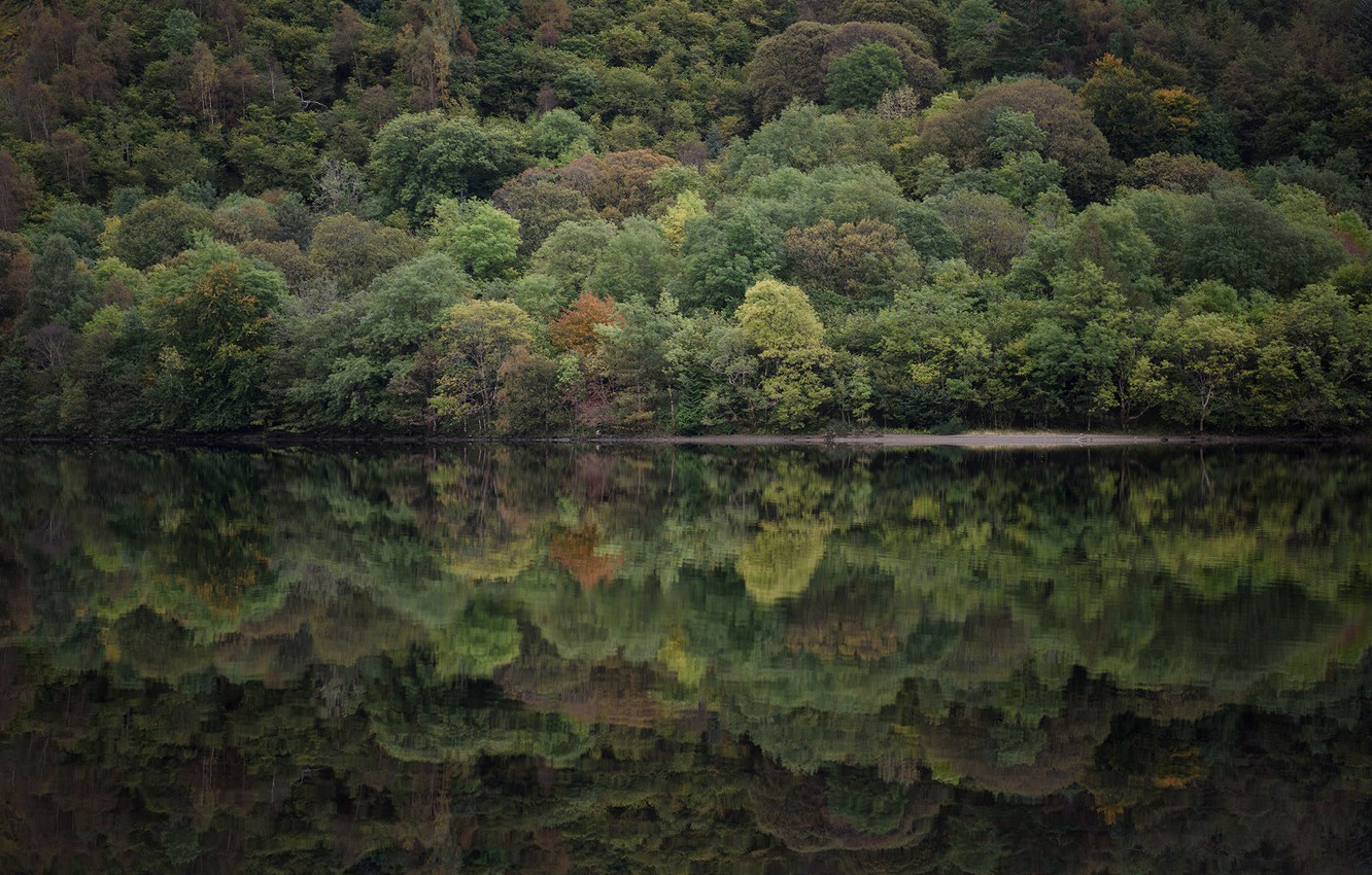 Wallpaper Trees Lake Reflection Mirror Riverside Lakeshore