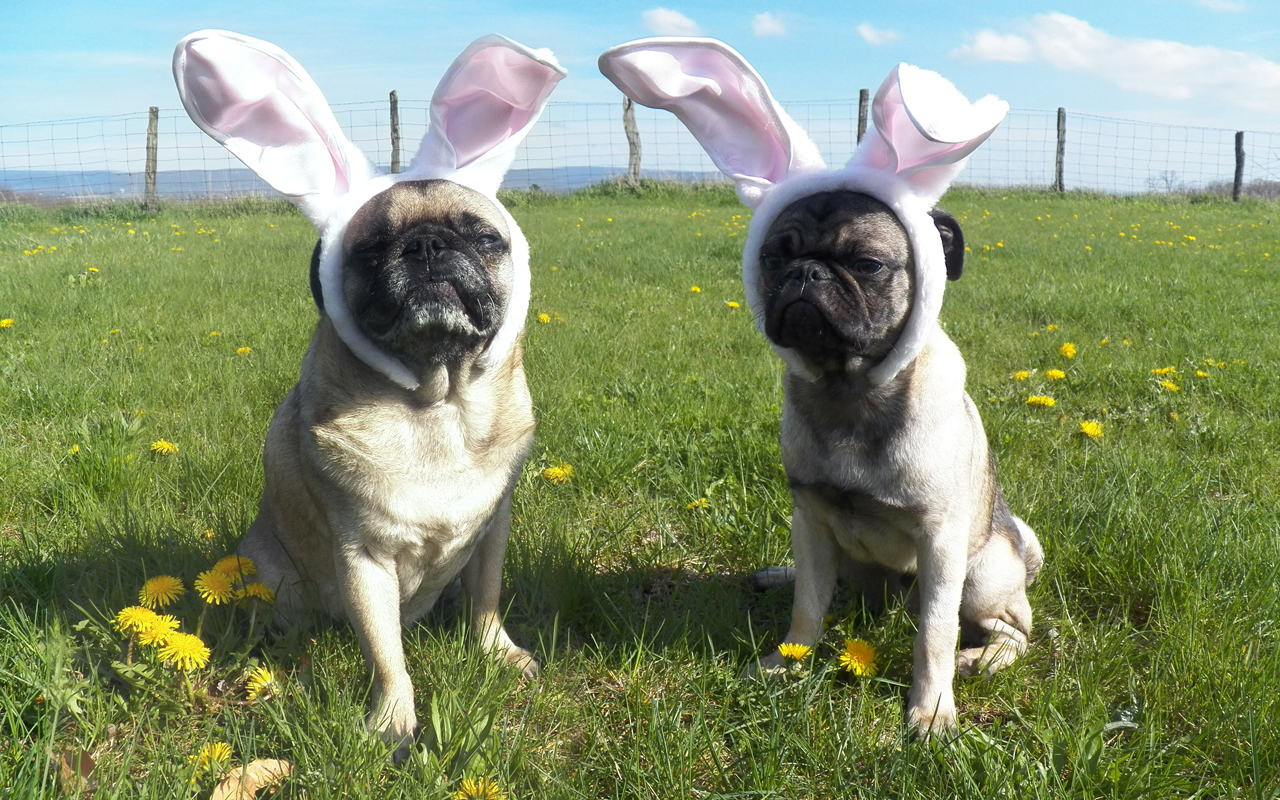 And I Couldn T Help But Throw The Pug Bunnies In There Too