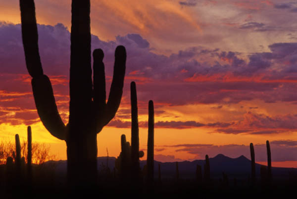 Arizona Sunsets Cactus Tree Nature Pics Wallpaper Gallery