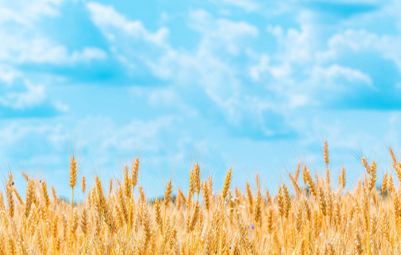 Wallpaper Field Summer The Sky Clouds Nature Background Blue