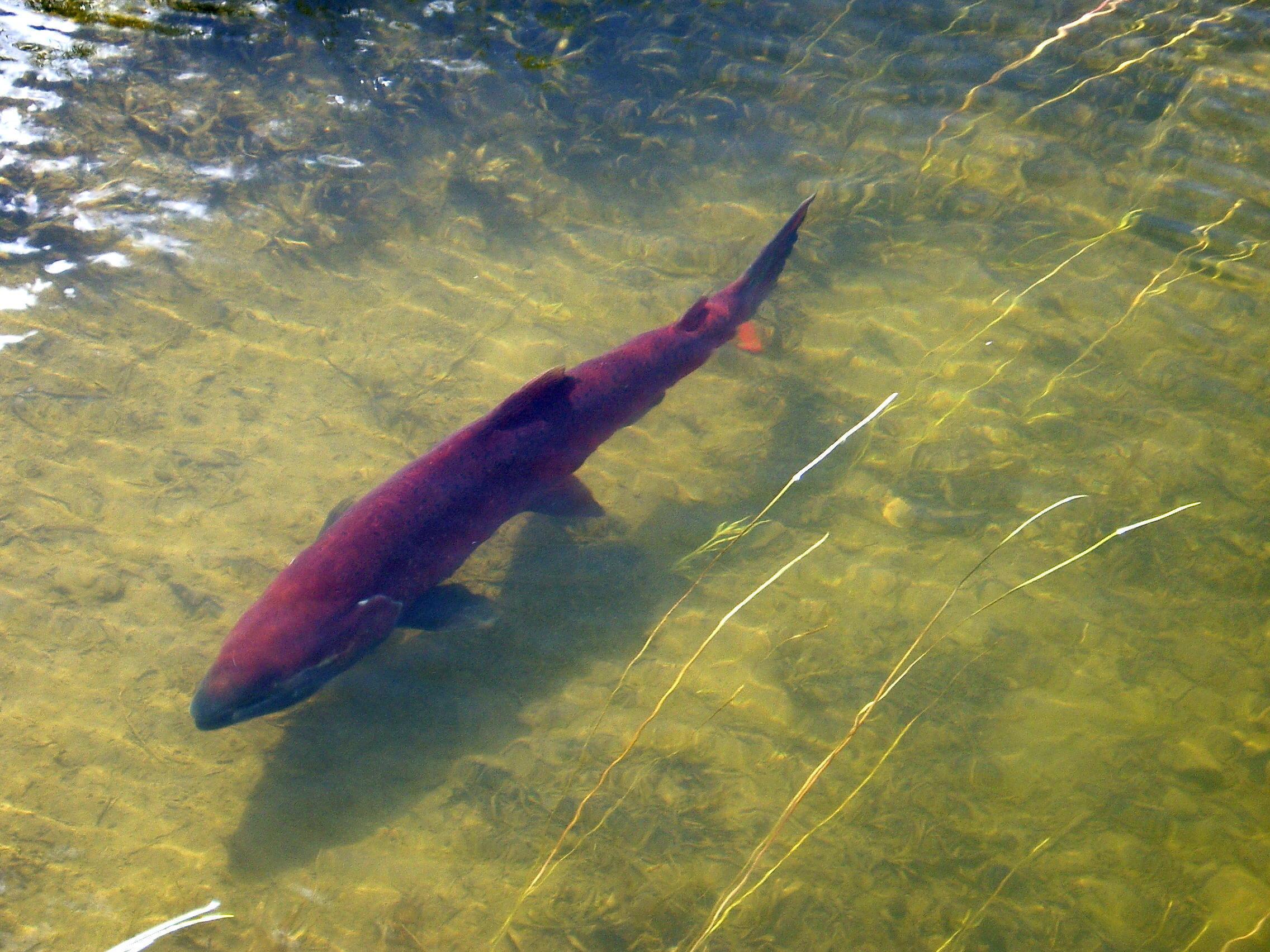 Chinook Also Called King Salmon Spawn In The Central Valley Watershed