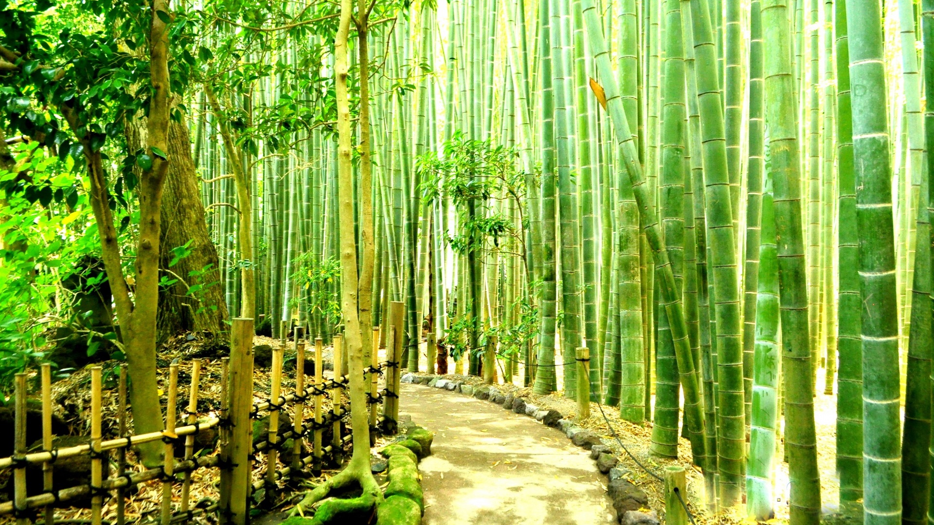 Bamboo Forest HD Wallpaper