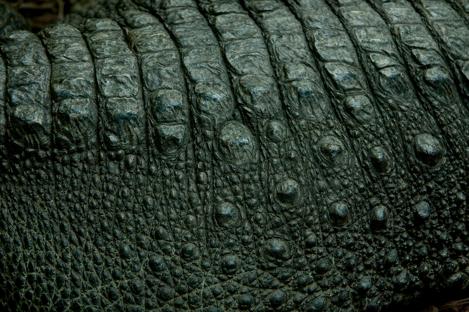 Alligator skin This one would likely bite back 1600x1067
