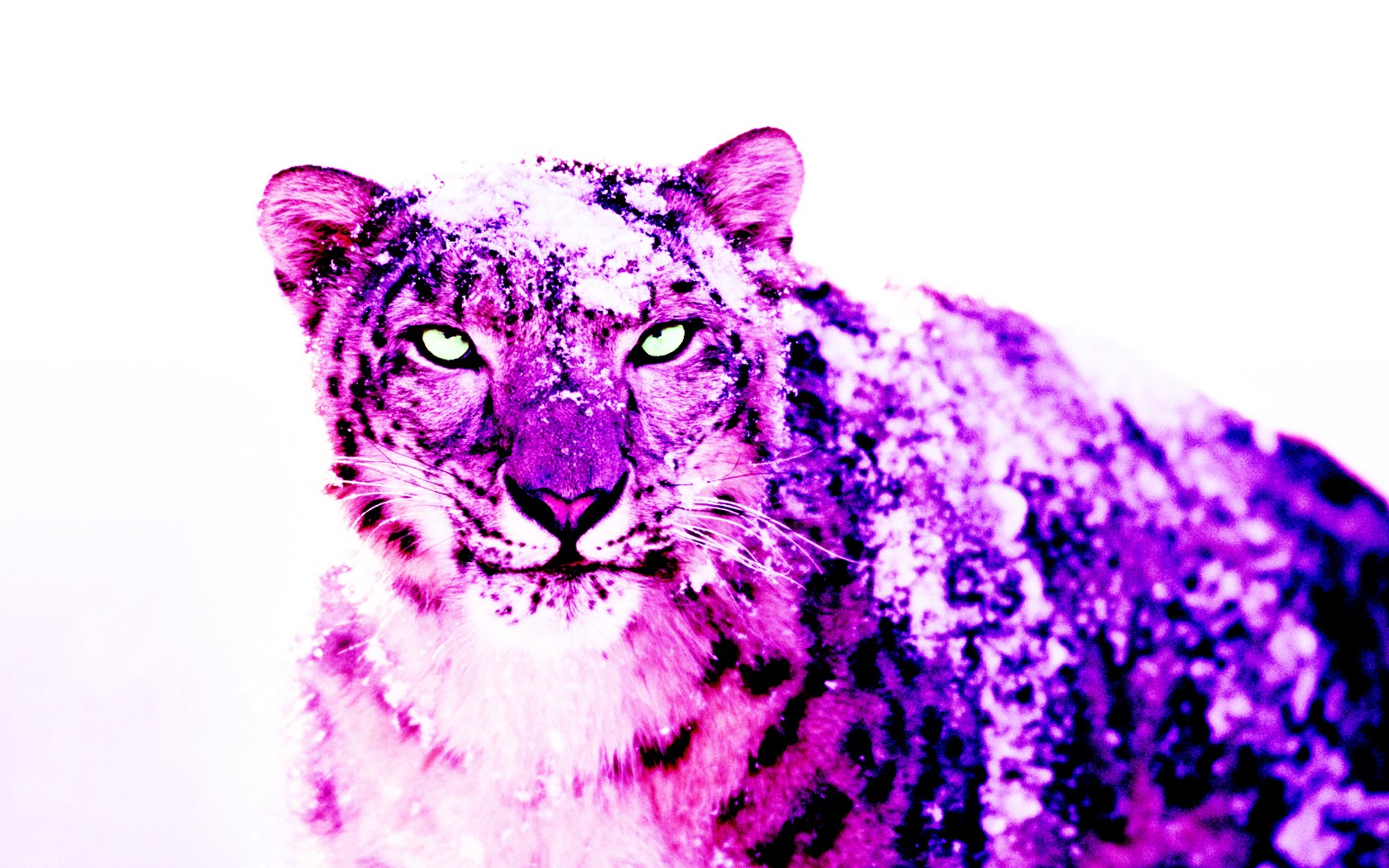 Snow Purple Wallpaper Leopards