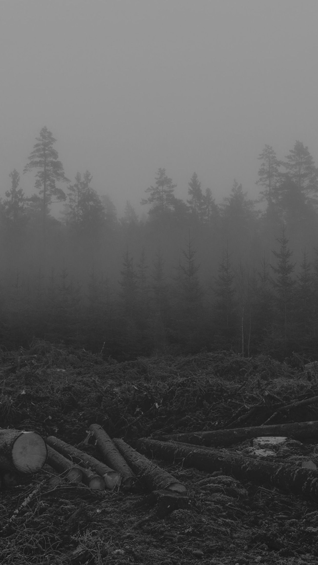Foggy Forest Trees iPhone Plus Wallpaper