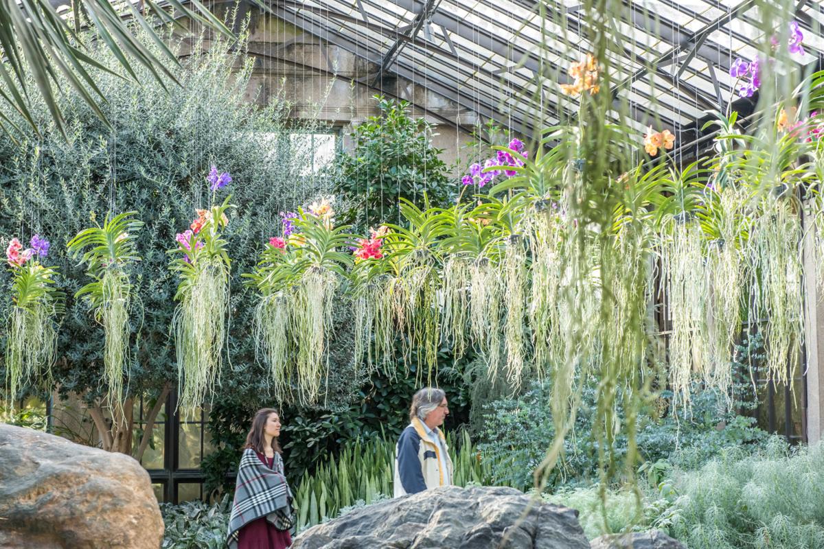 Of These Diva Plants Fill Longwood Gardens Orchid