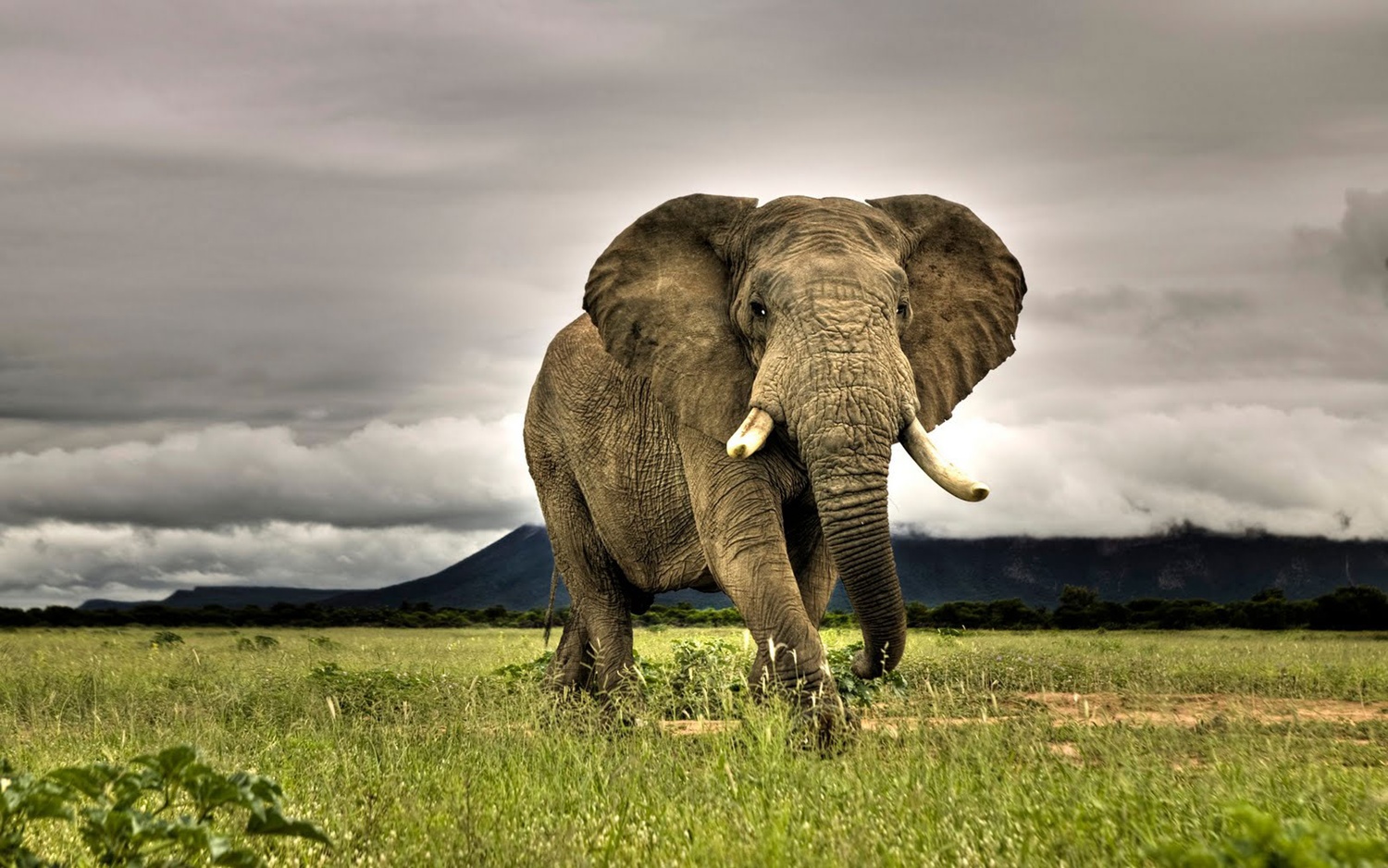 Elephant Wallpaper For Desktop Animals