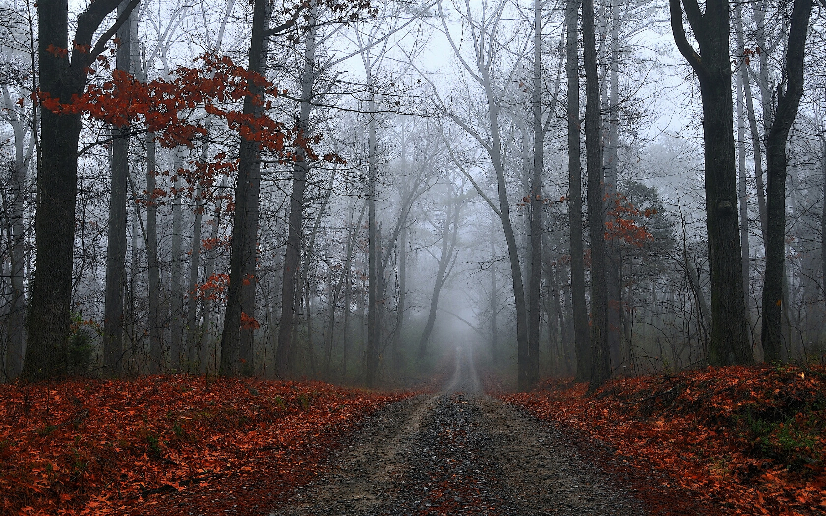 Autumn Forest Morning Mist Wallpaper