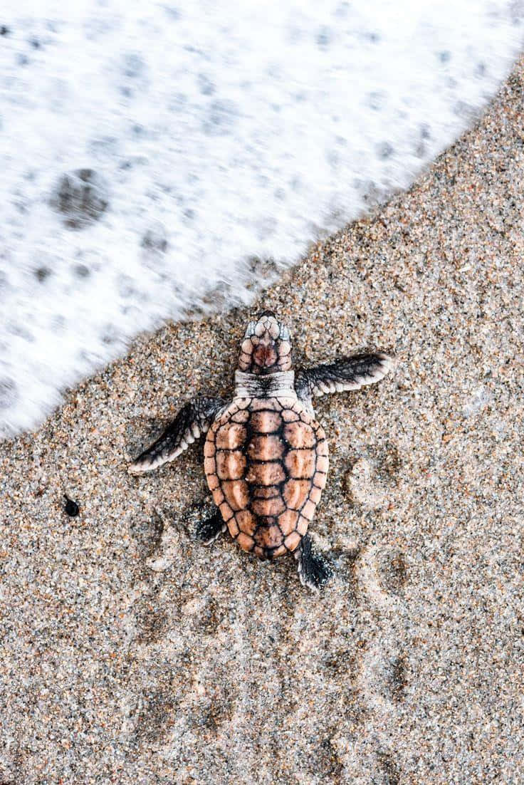 Baby Turtle Wallpaper