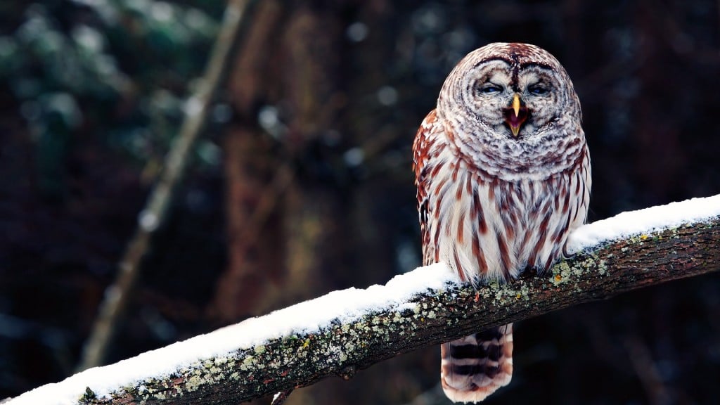 Owl HD Desktop Wallpapers Elsoar
