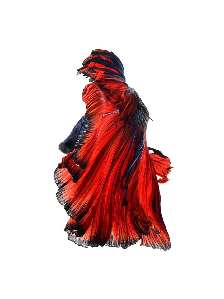 iPhone 6s Announced With Betta Background Live Tropical Fish