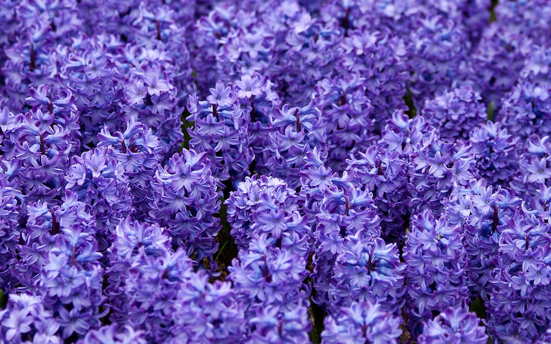 Hyacinth Wallpaper HD Photos